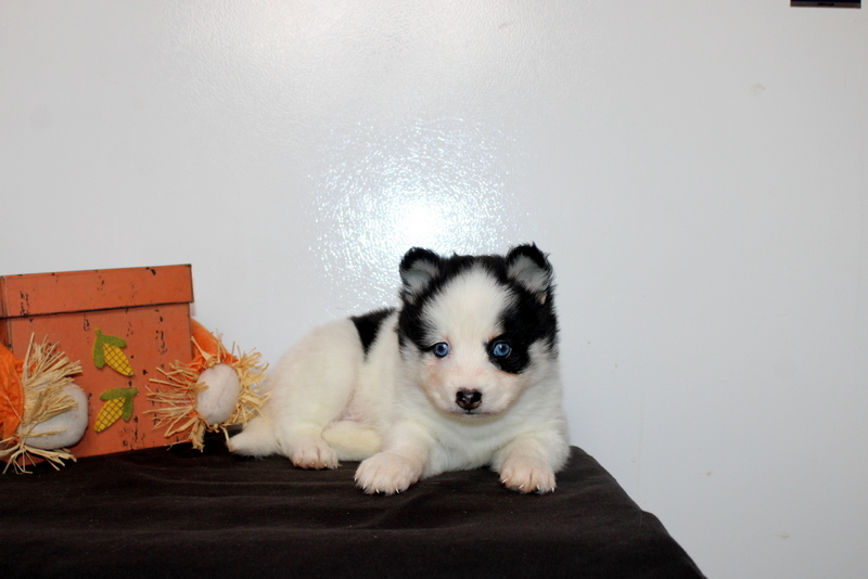 puppy, for, sale, Pomsky, Matthew B. Stoltzfus, dog, breeder, Gap, PA, dog-breeder, puppy-for-sale, forsale, nearby, find, puppyfind, locator, puppylocator, aca
